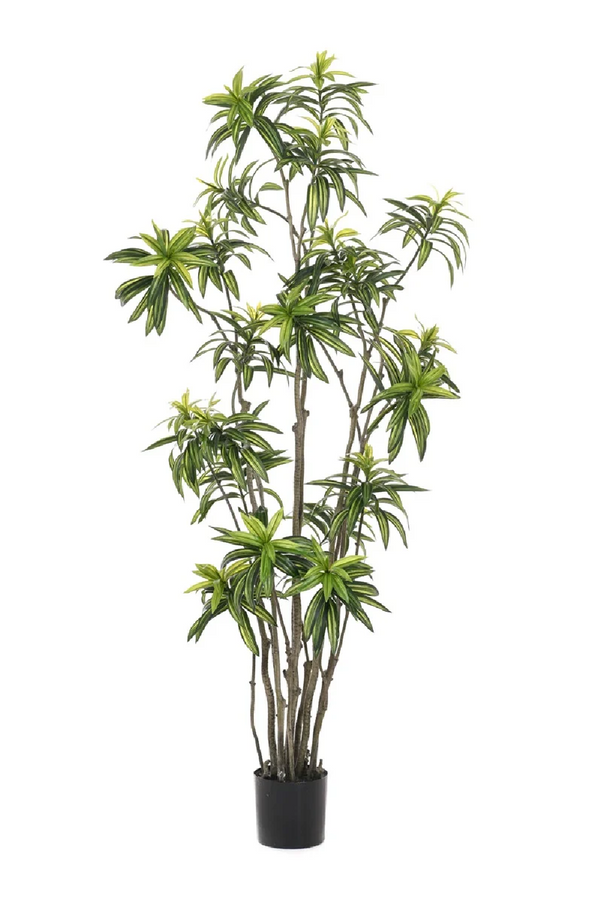 Multi-Stemmed Faux Plants - M (2) | Emerald Dracaena | Eichholtzmiami.com